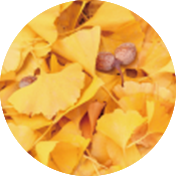 醗酵イチョウ葉エキス